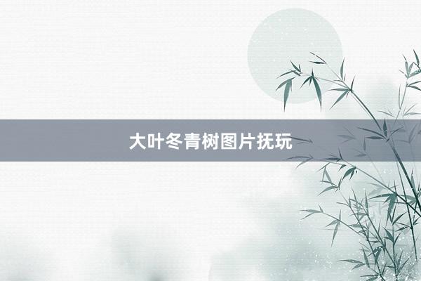 大叶冬青树图片抚玩